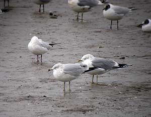 Ring Billed Gull courtesy of Steve Waite